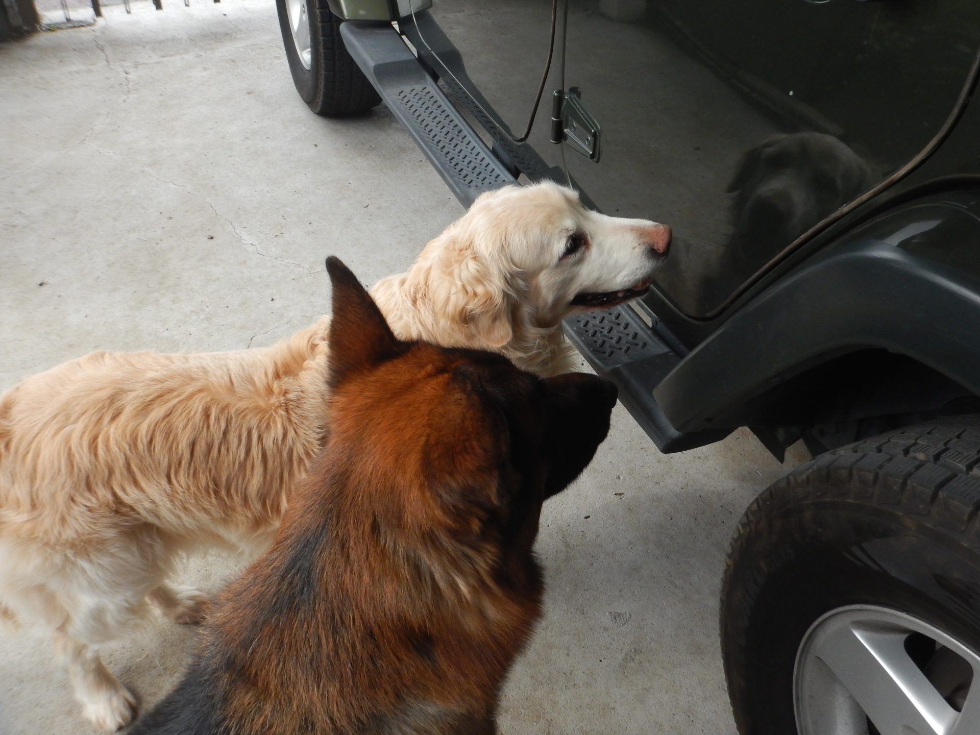 犬と遊ぶ、