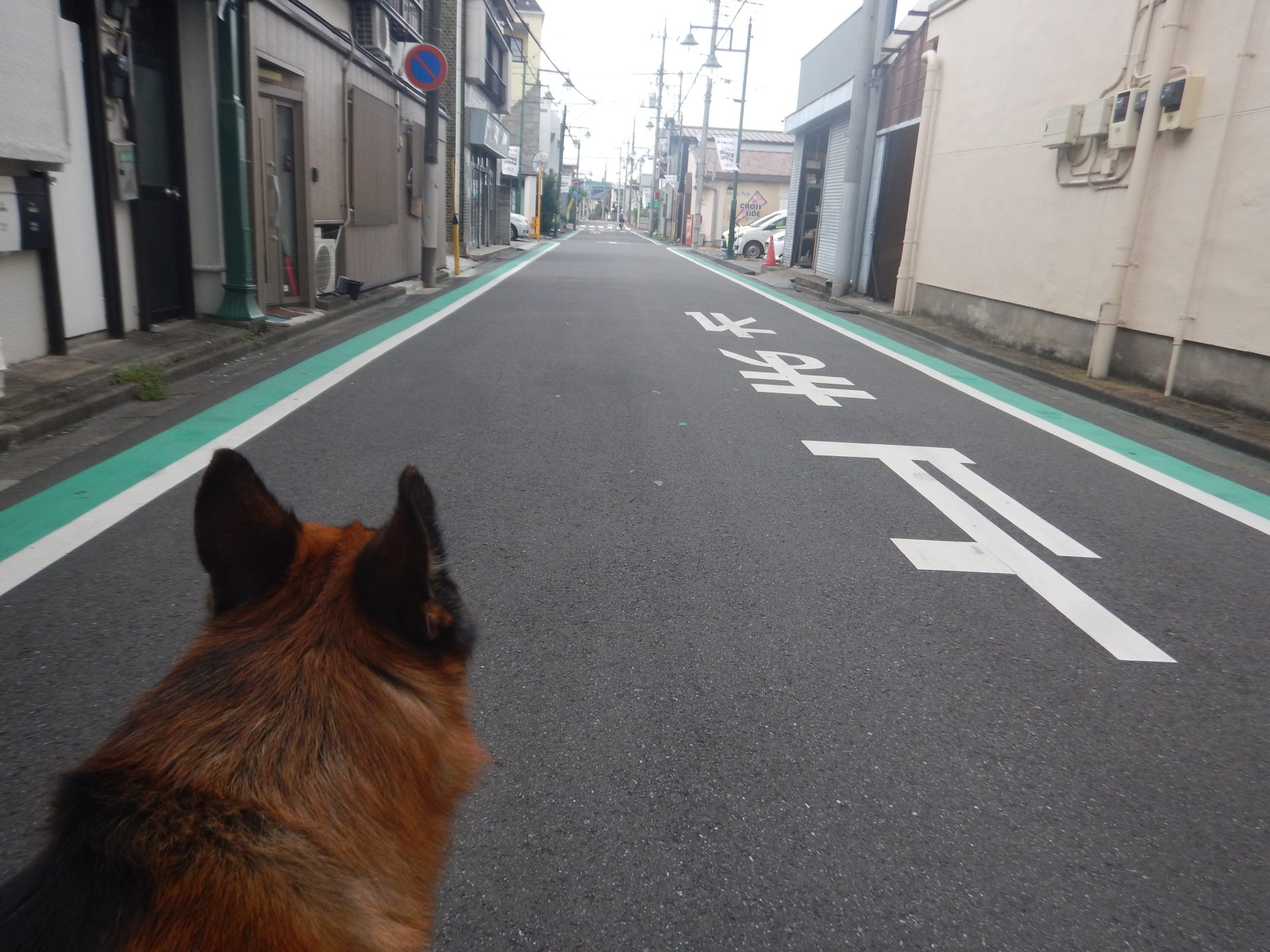 気候が涼しくなり ワンコと散歩するも・・・