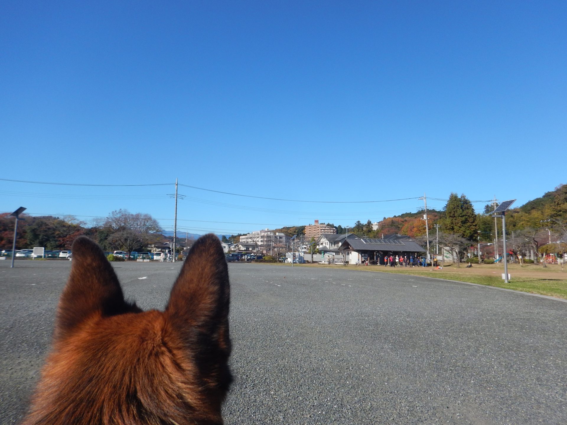 年末のボヤキ（Ⅱ）、