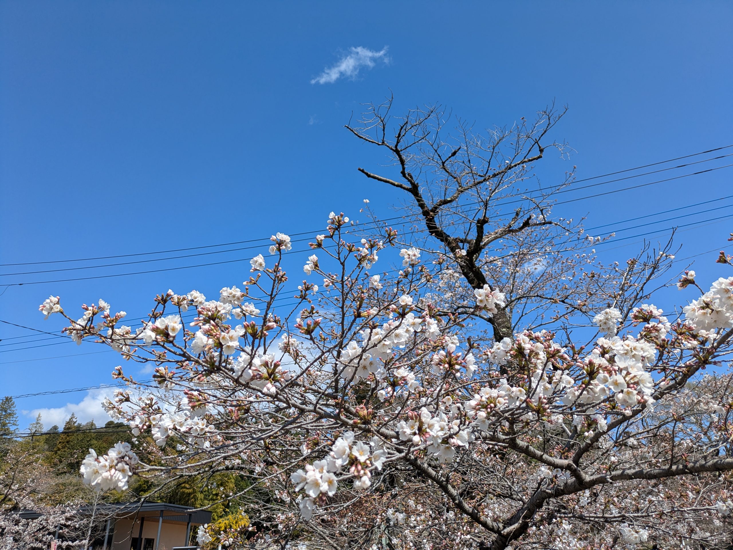 思う様にいかないケド　とりあえず花見