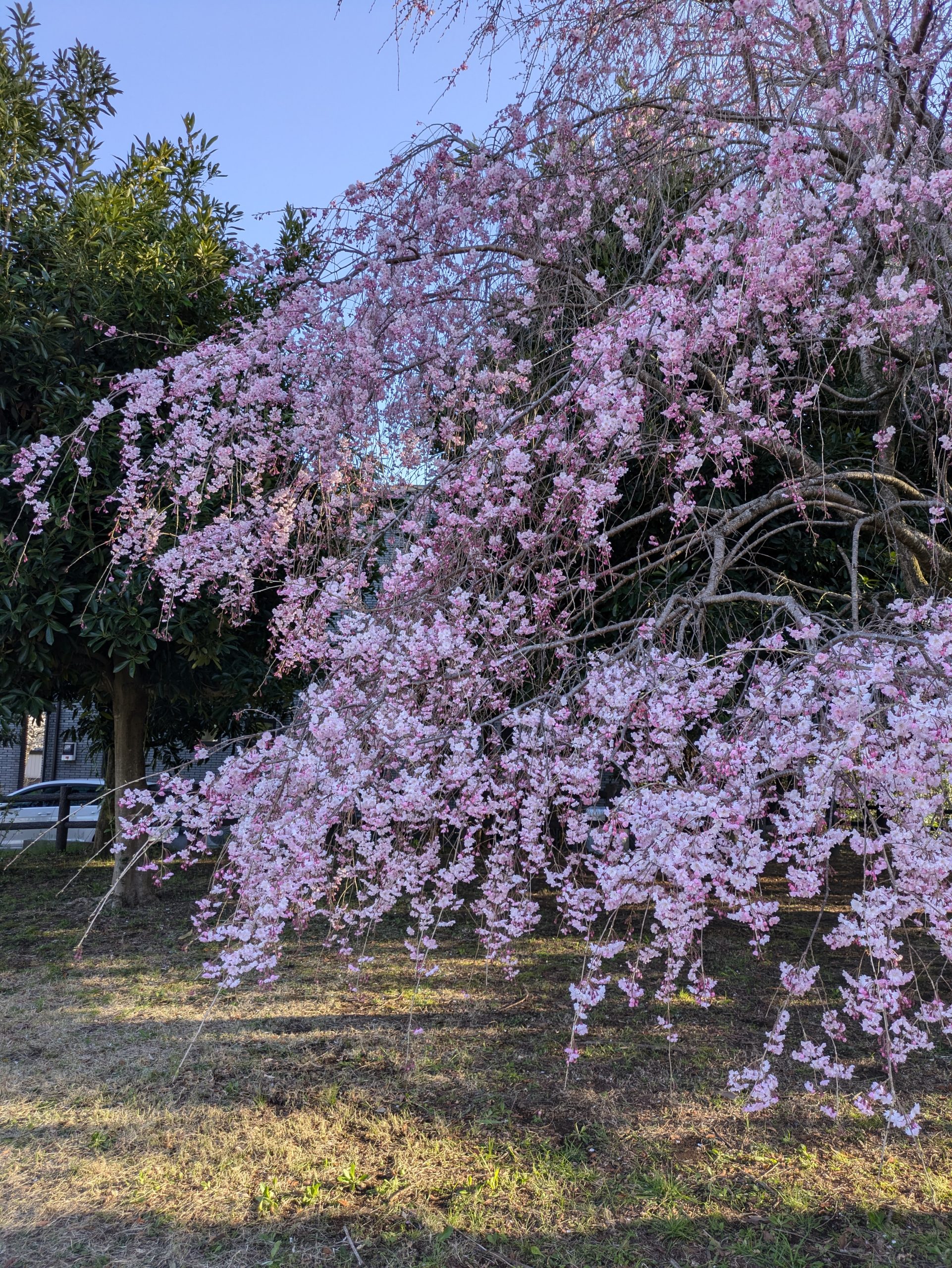 週明け以降を予測する　花見