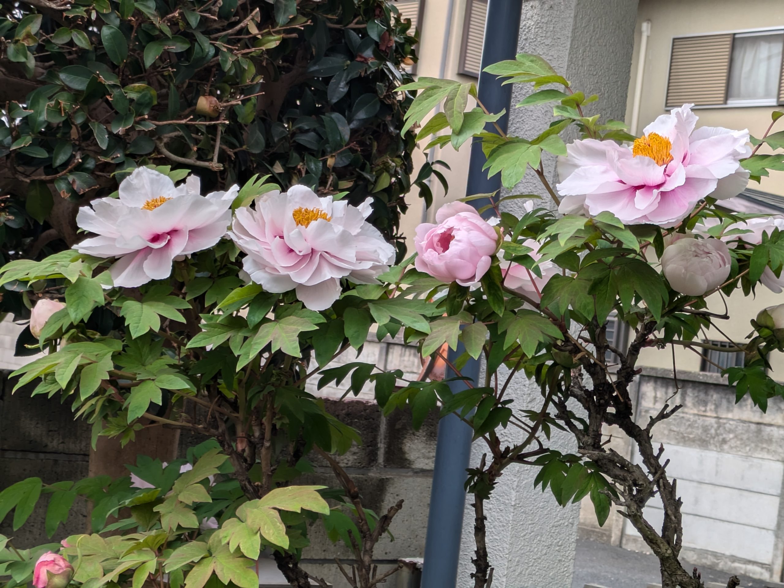 よからぬ妄想とは？
