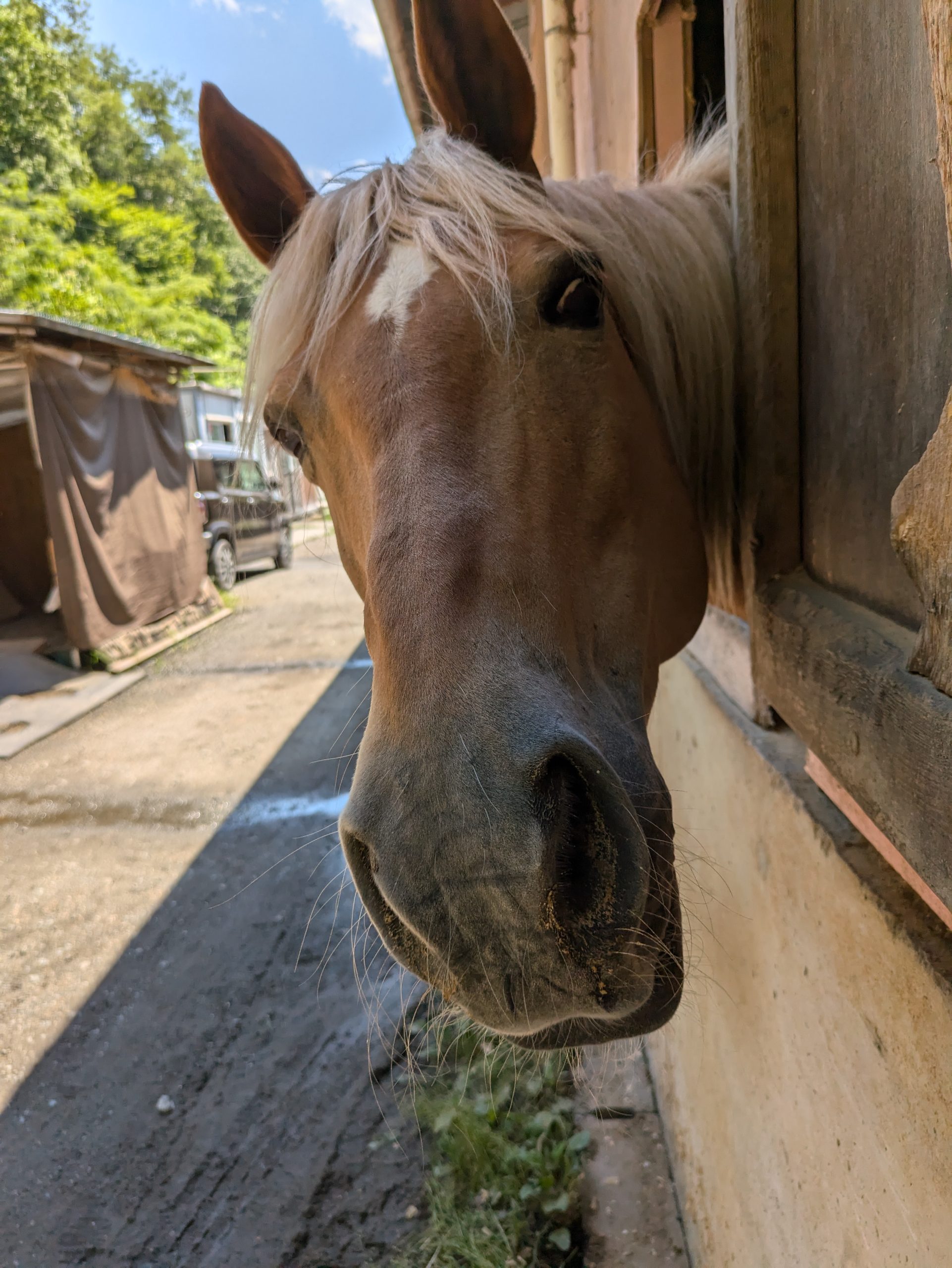 アンケートと称する情報収集？　/ 余暇は馬