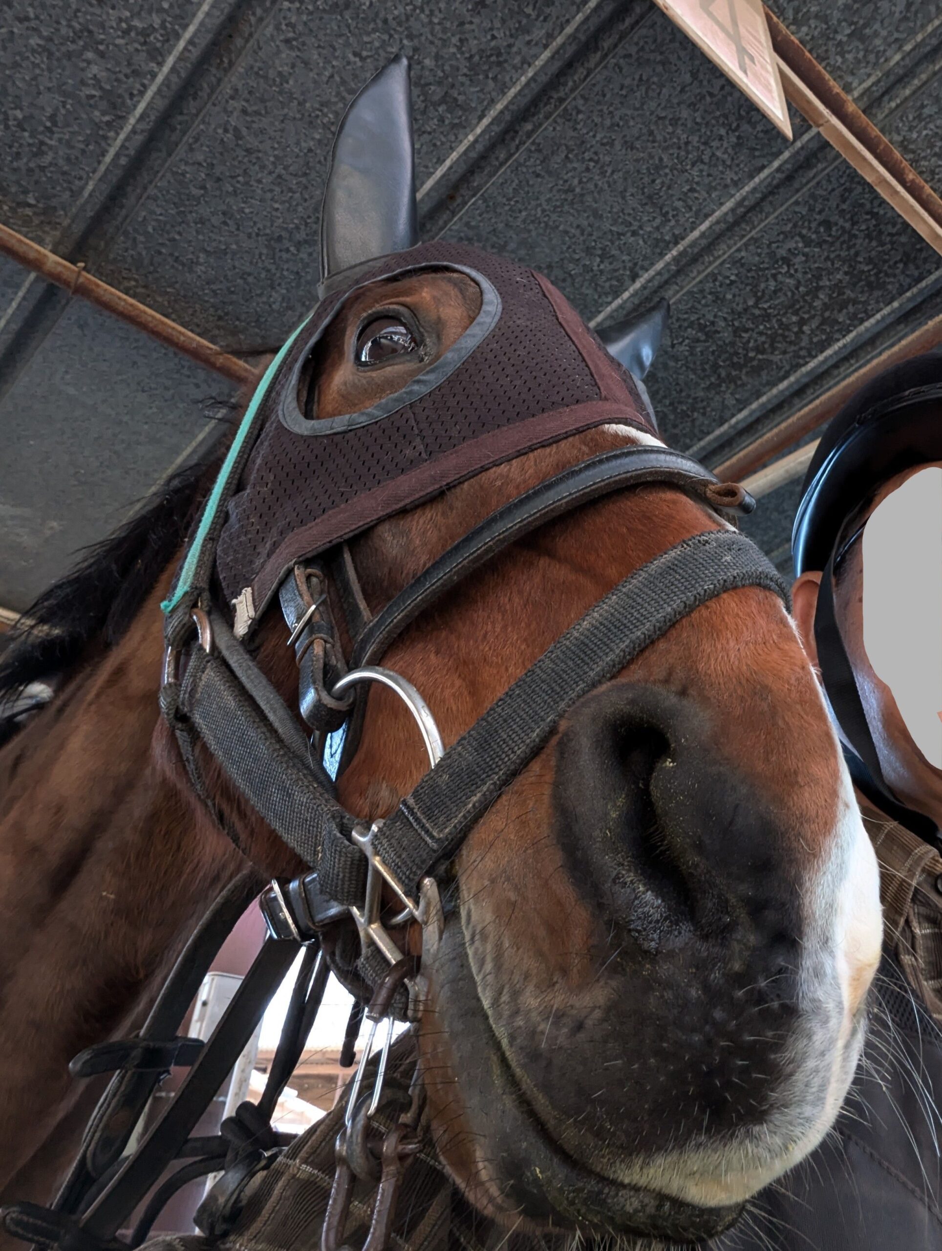 昨日 日曜日は？